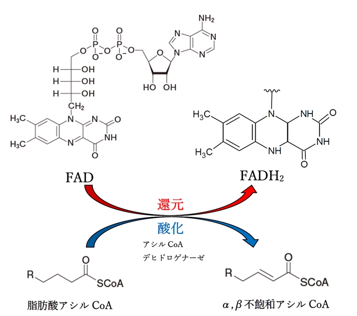 β酸化 脂肪酸と補酵素Aが縮合したチオエステルからアセチルCoAが生じる経路 104回薬剤師国家試験問138
